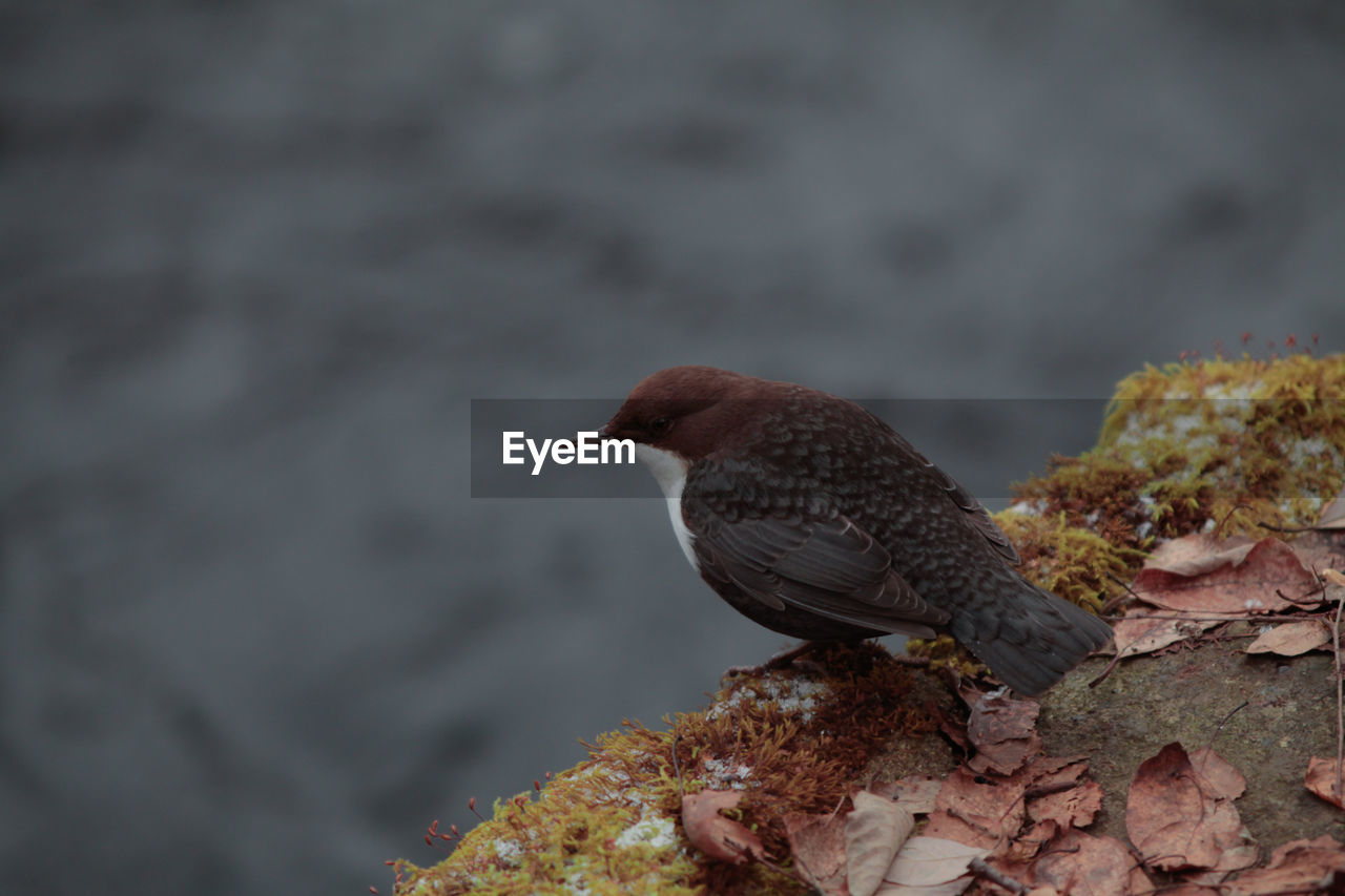 SIDE VIEW OF BIRD PERCHING ON A ROCK