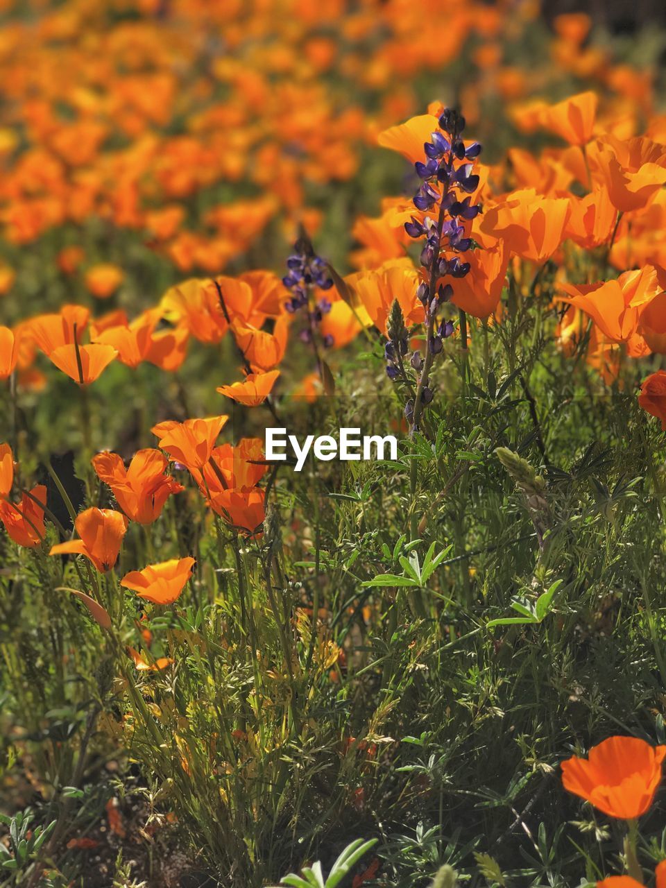 Close-up of orange flowers