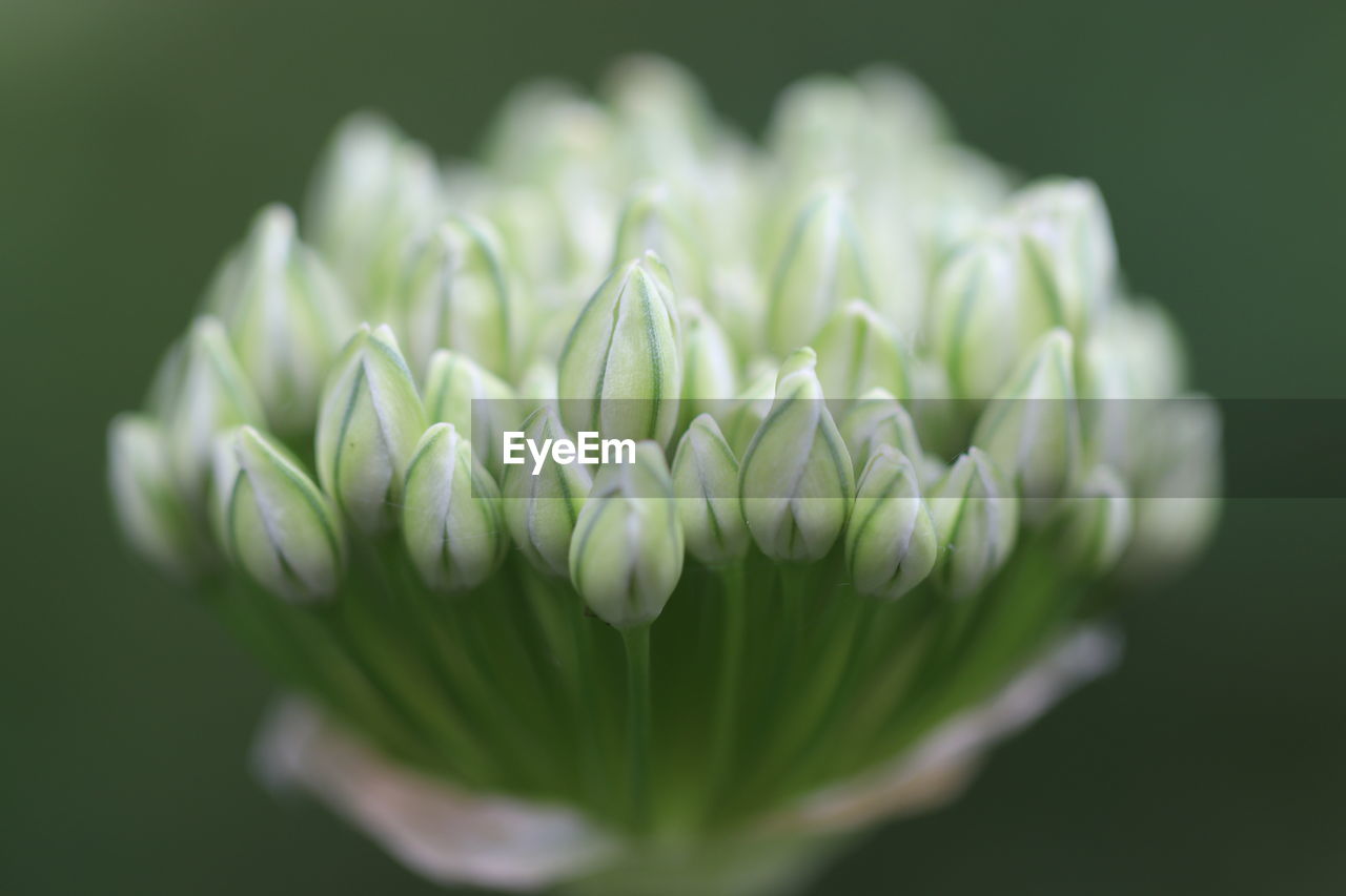 Close-up of flowering plant