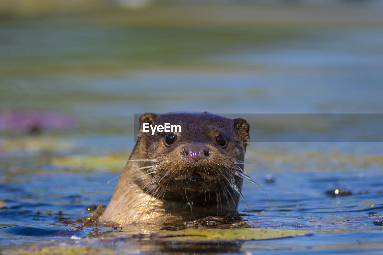 The otter swimming on the drava river