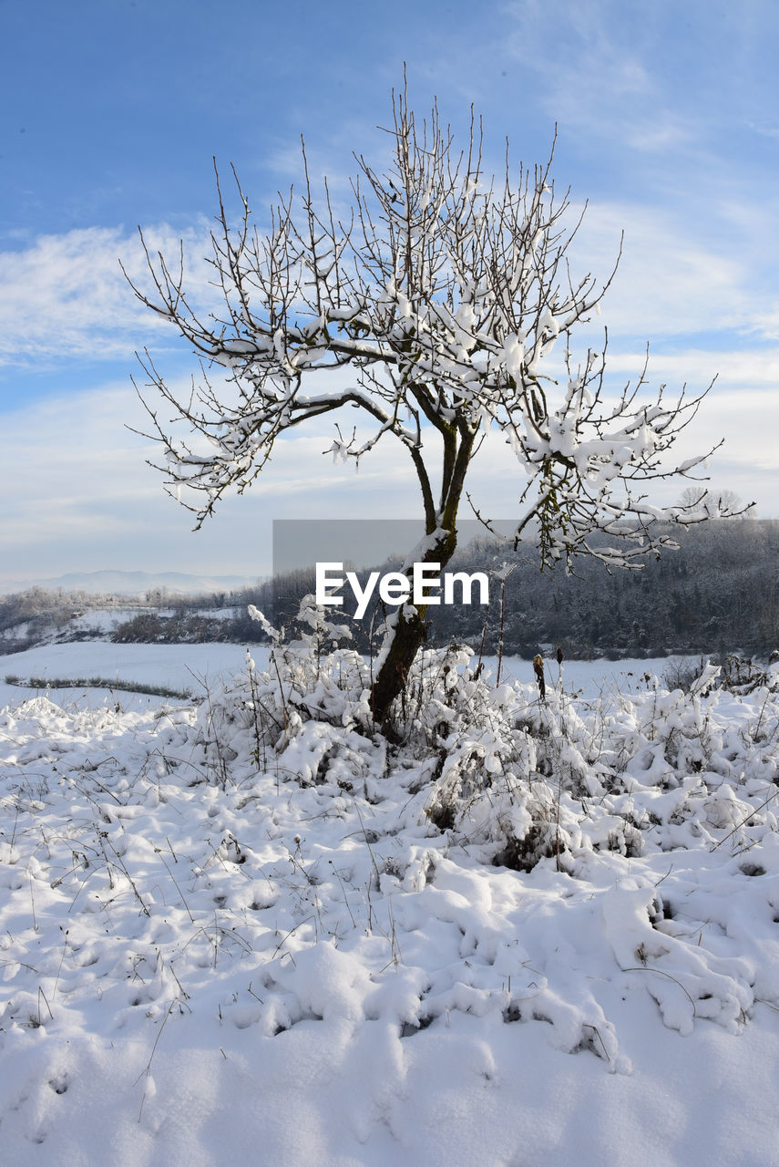 winter, snow, cold temperature, tree, nature, frost, plant, sky, freezing, landscape, environment, branch, beauty in nature, scenics - nature, cloud, white, no people, frozen, land, bare tree, ice, tranquility, tranquil scene, day, blue, outdoors, non-urban scene, rural scene, mountain, field