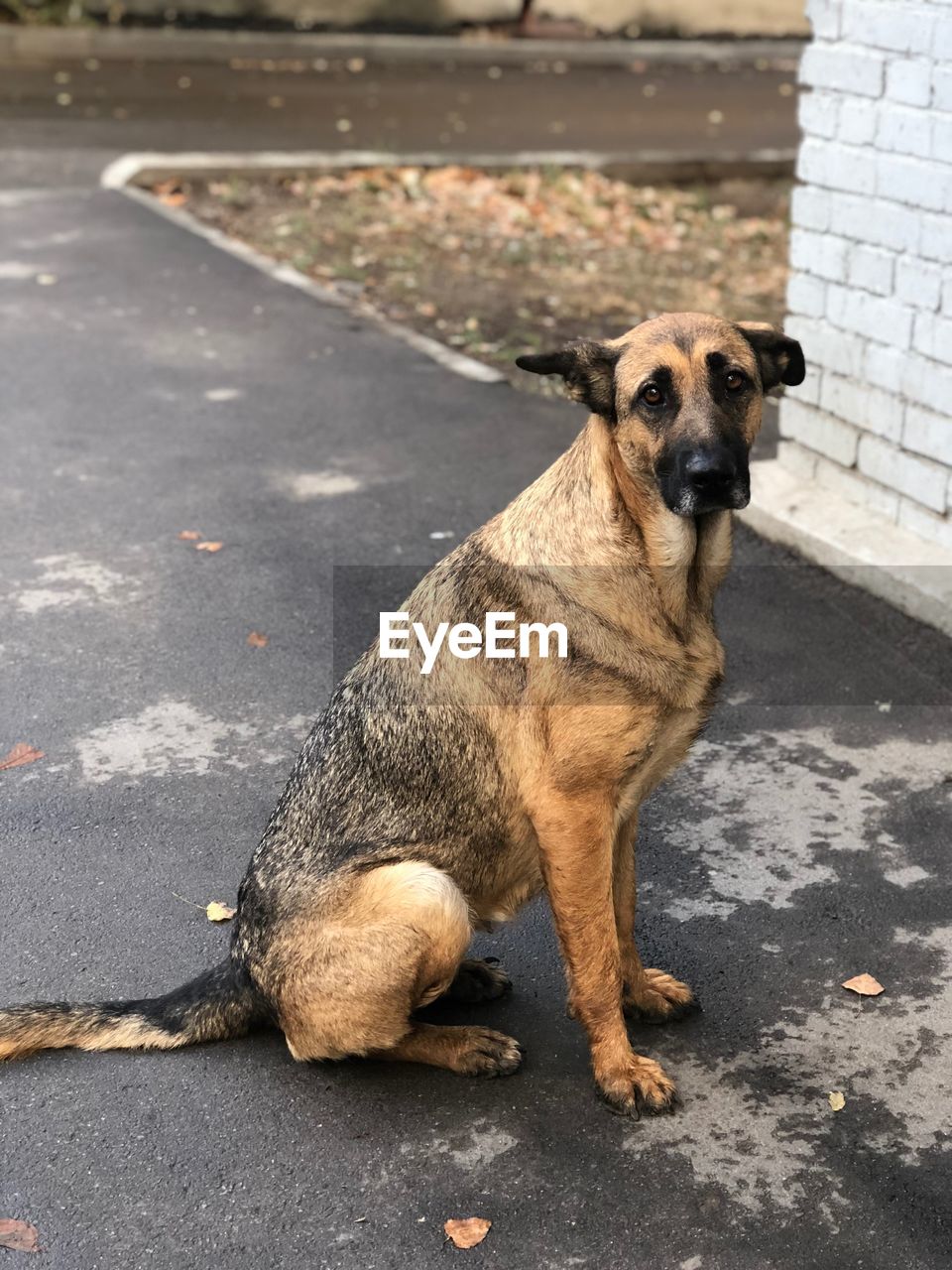 PORTRAIT OF DOG SITTING ON FOOTPATH BY ROAD