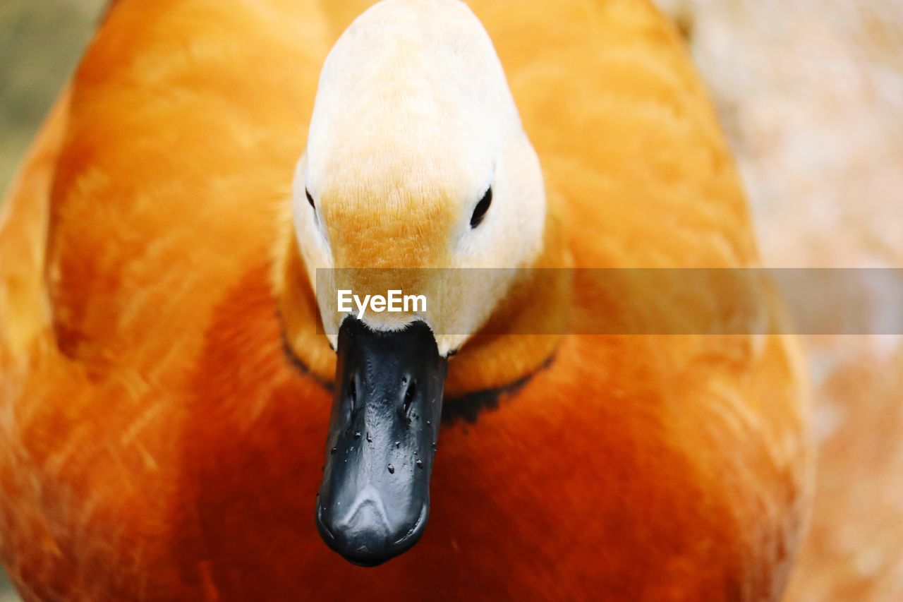 Close-up of a bird