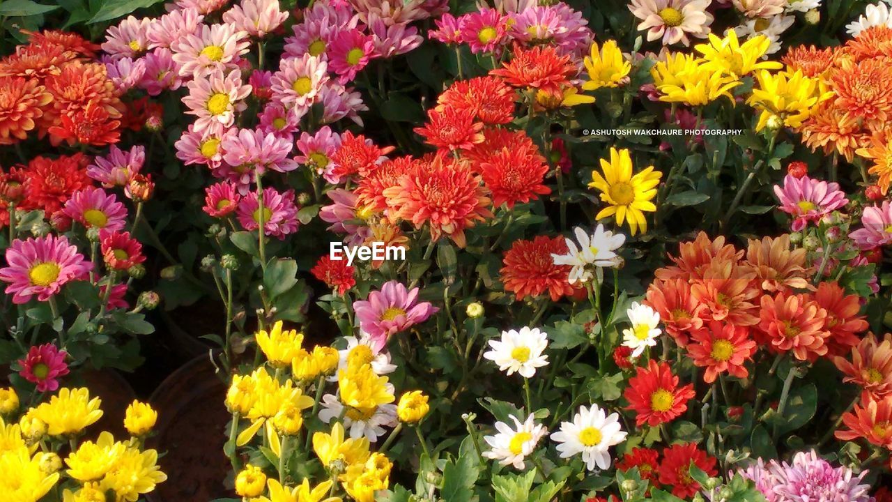 CLOSE-UP OF FLOWERS BLOOMING OUTDOORS