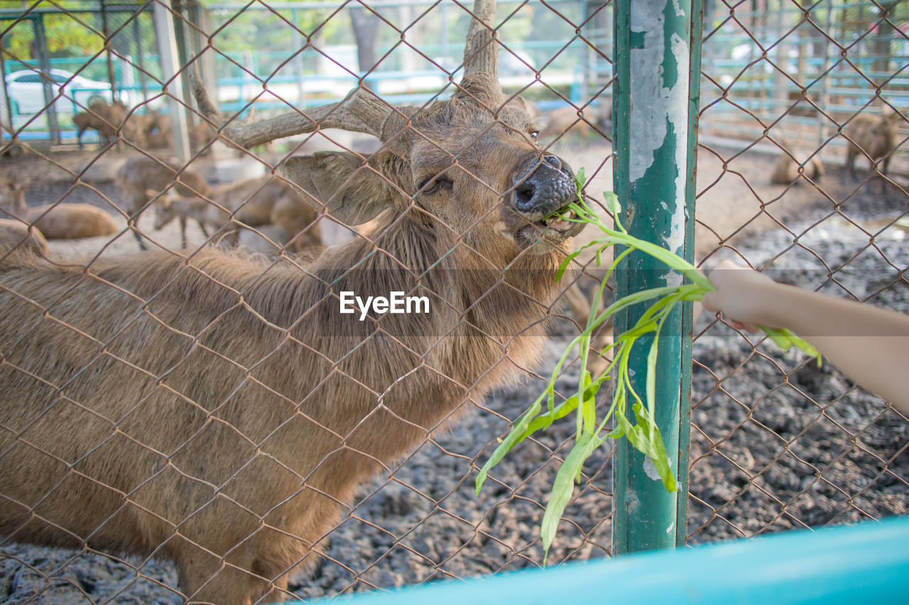 Male deer with big horns in zoo