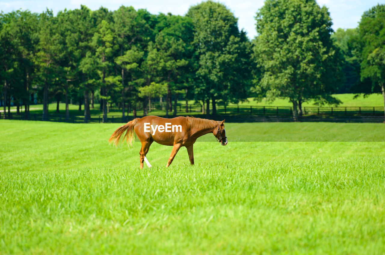 Horse in a field