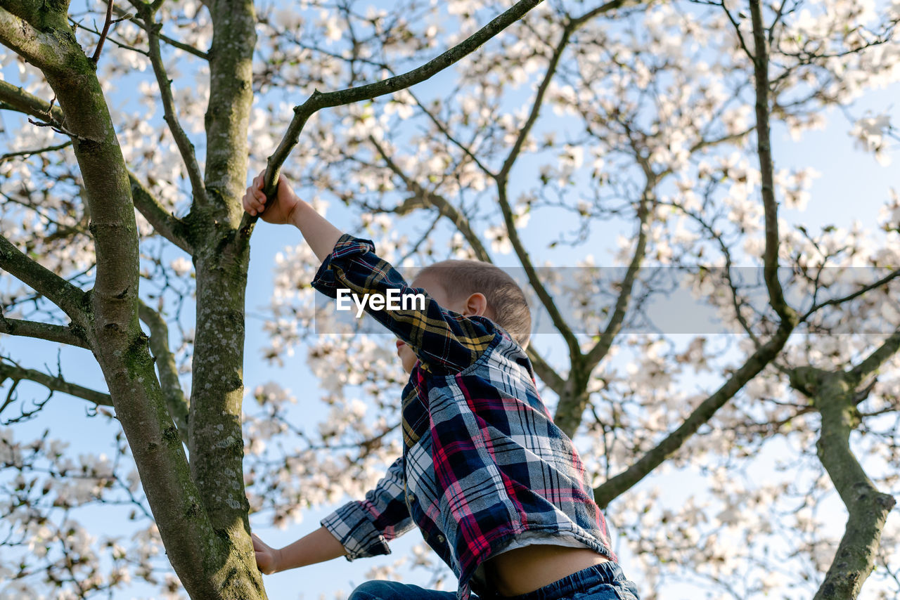 A boy climbs a blooming magnolia tree.