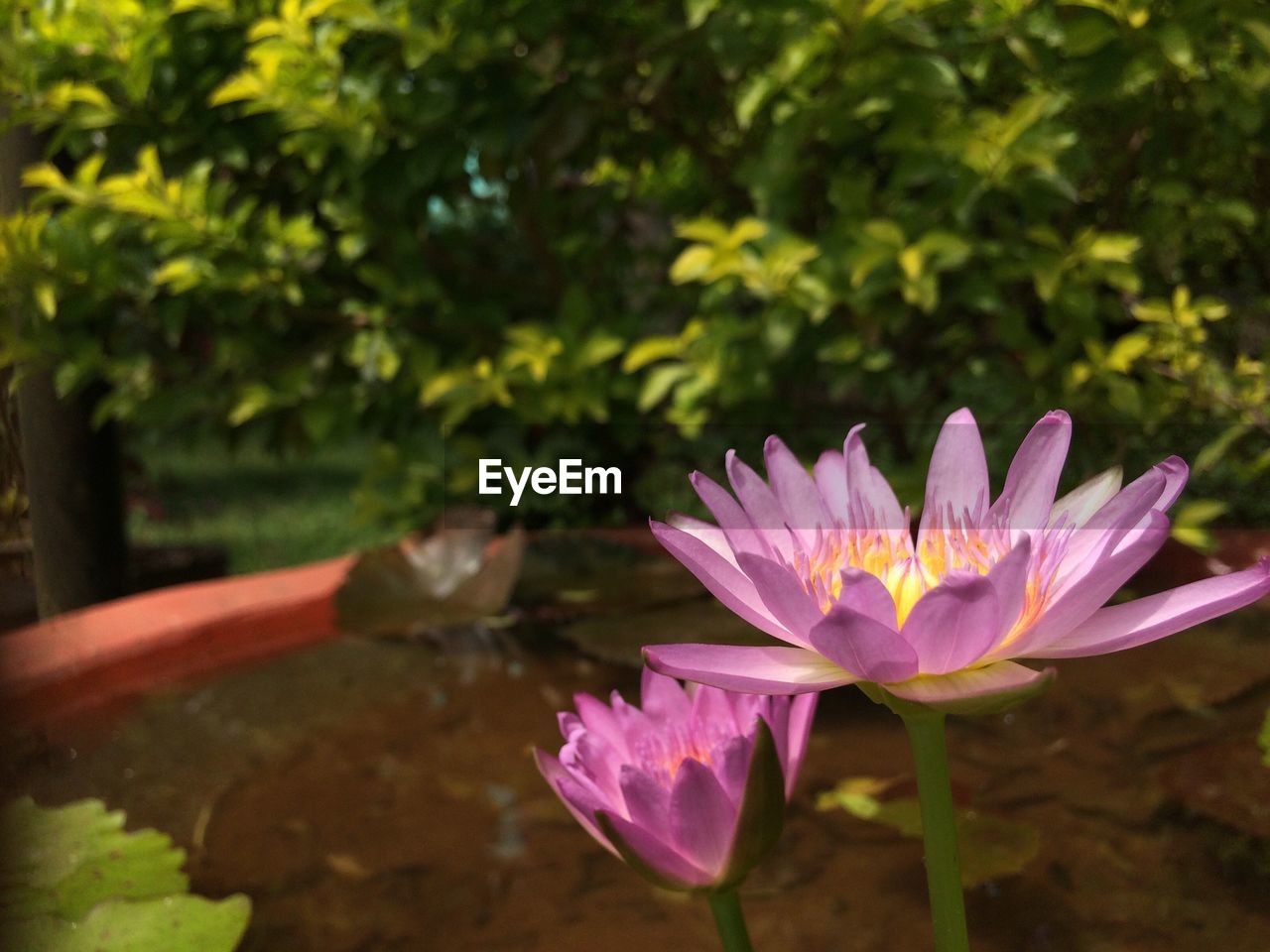 Close-up of pink water lily in pond