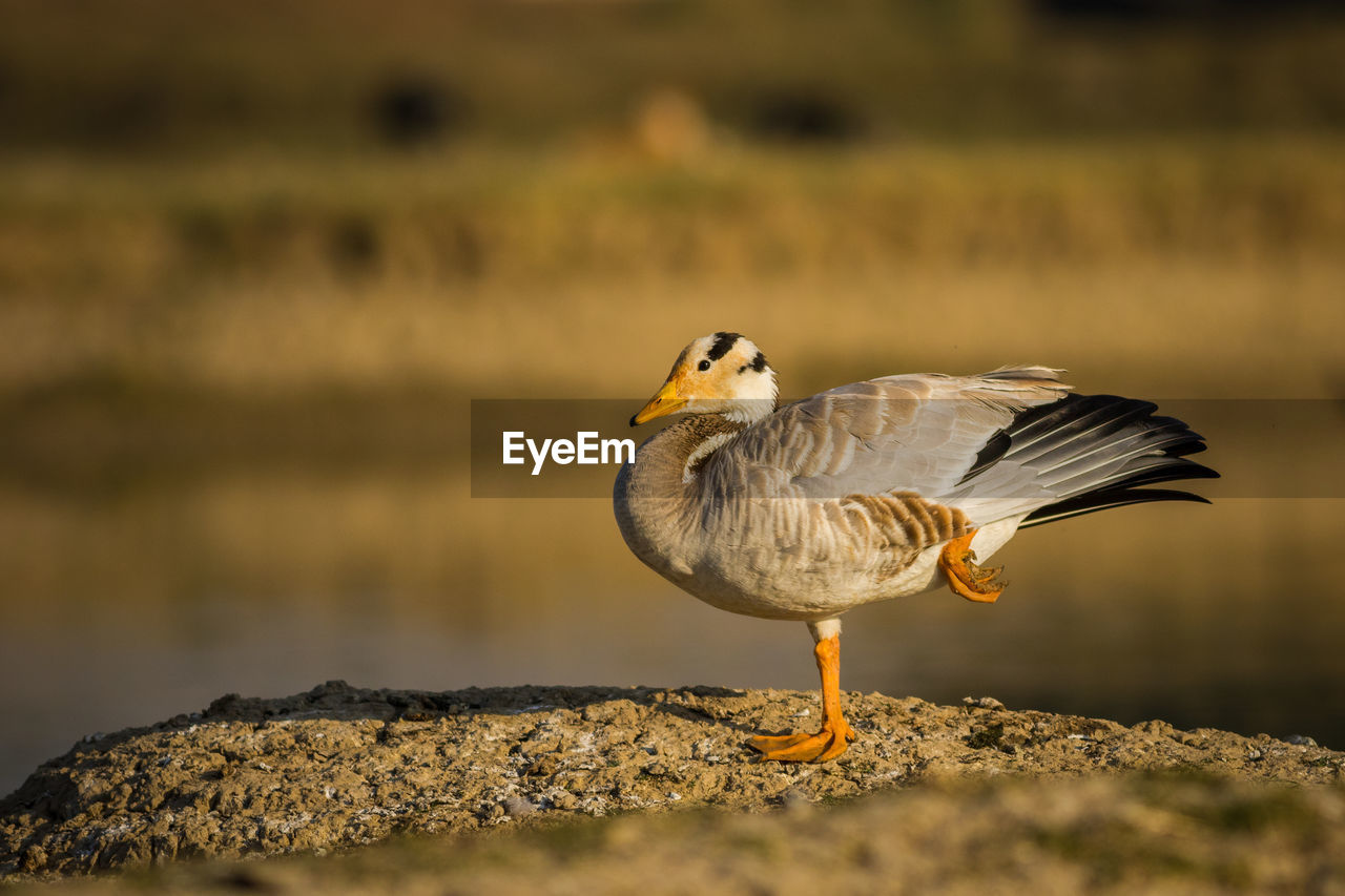 CLOSE-UP OF A BIRD