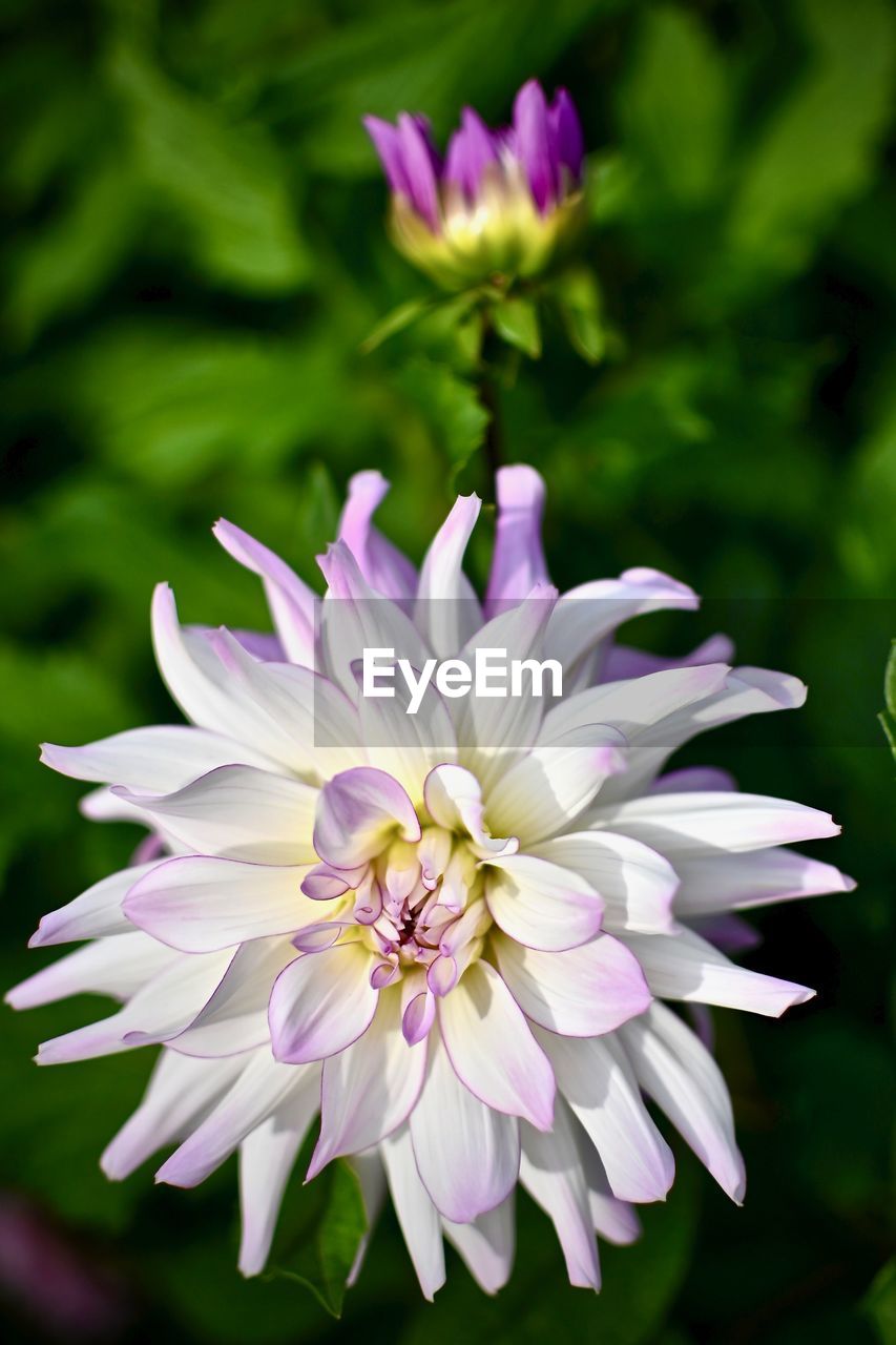 Close-up of purple flowering plant