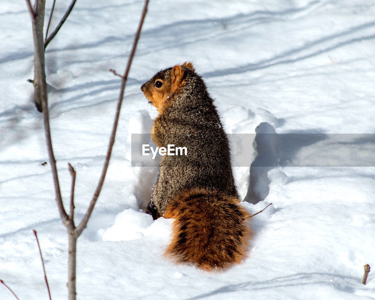 VIEW OF SQUIRREL ON SNOW COVERED FIELD