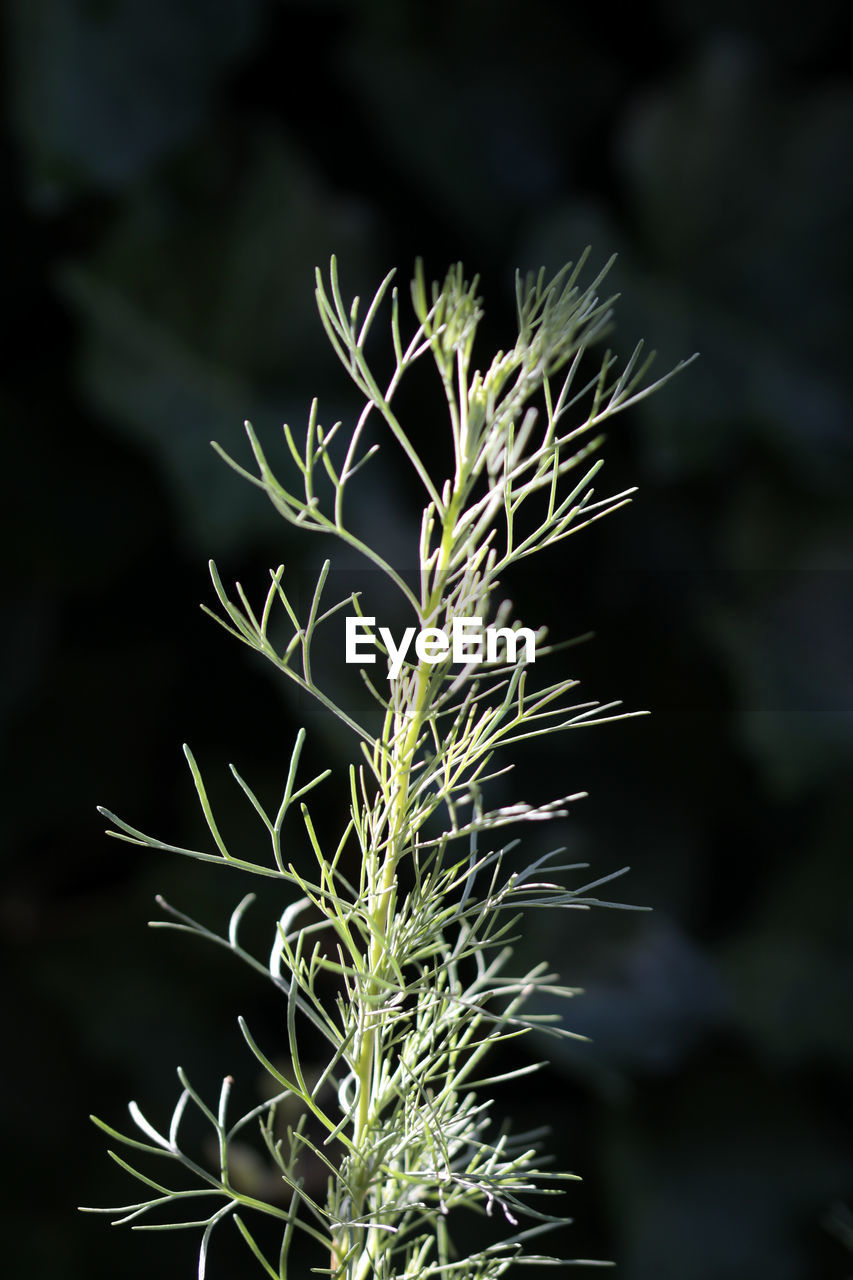 Close-up of wrabler plant