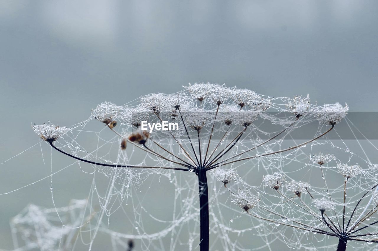 CLOSE-UP OF SPIDER WEB ON SNOW COVERED PLANT