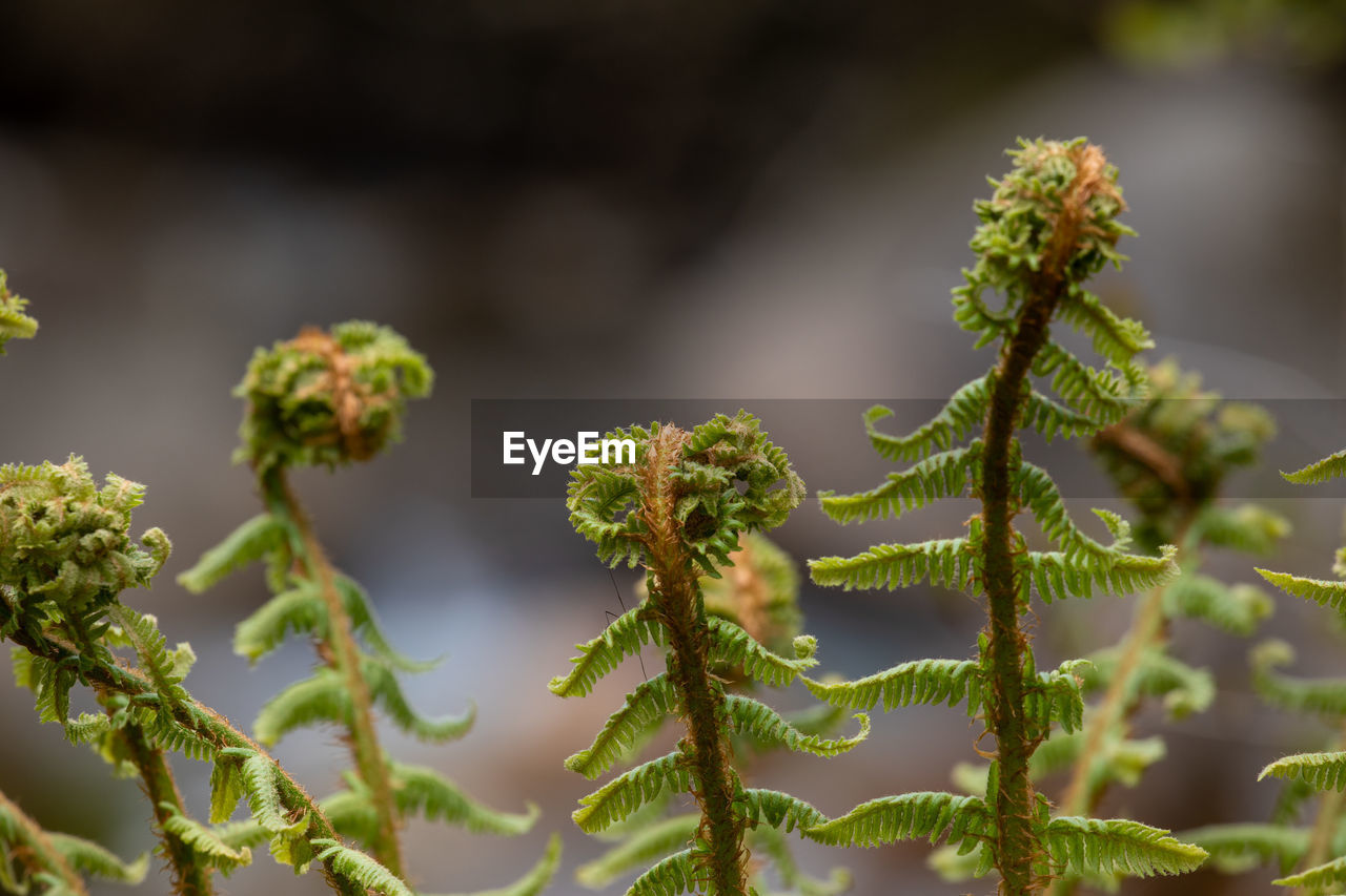 Close-up of plant growing on branch