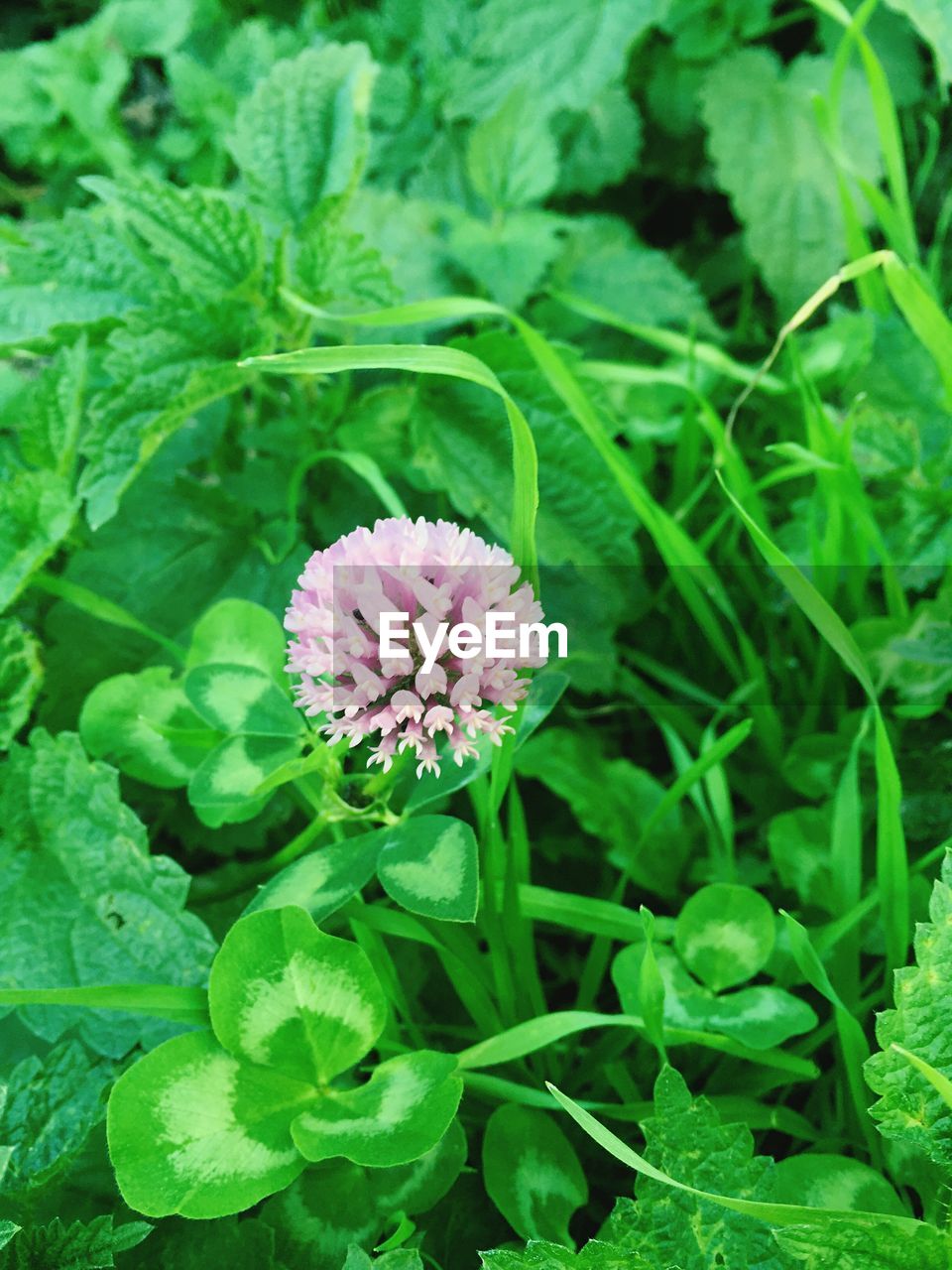 Close-up of pink flower growing on field