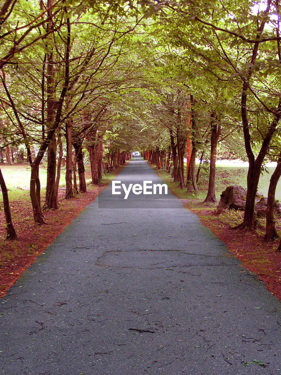 VIEW OF TREES IN AUTUMN