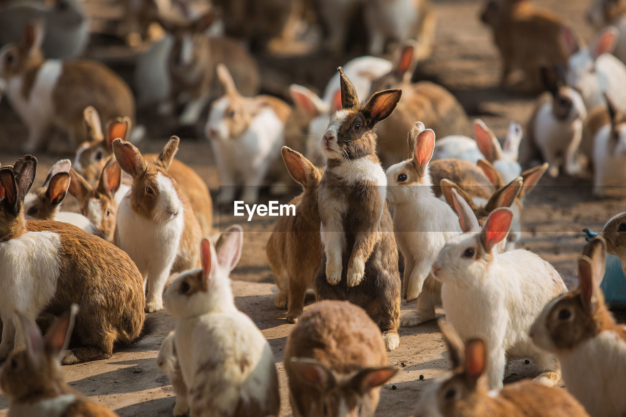 Rabbits on field