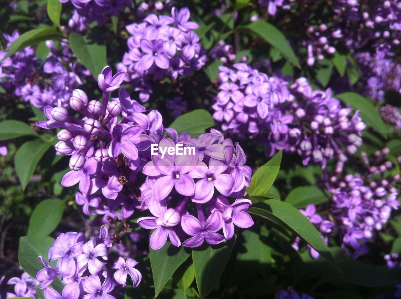 Close-up of purple lilac blooming outdoors