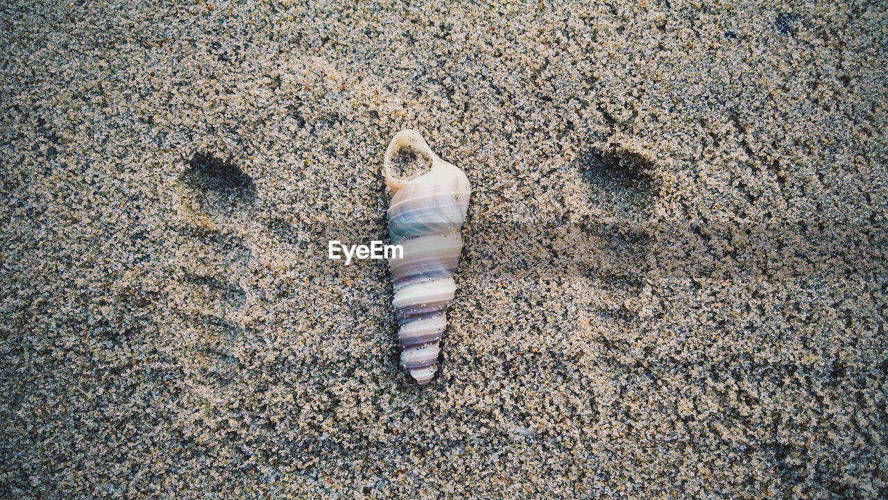 High angle view of seashell on sand at beach