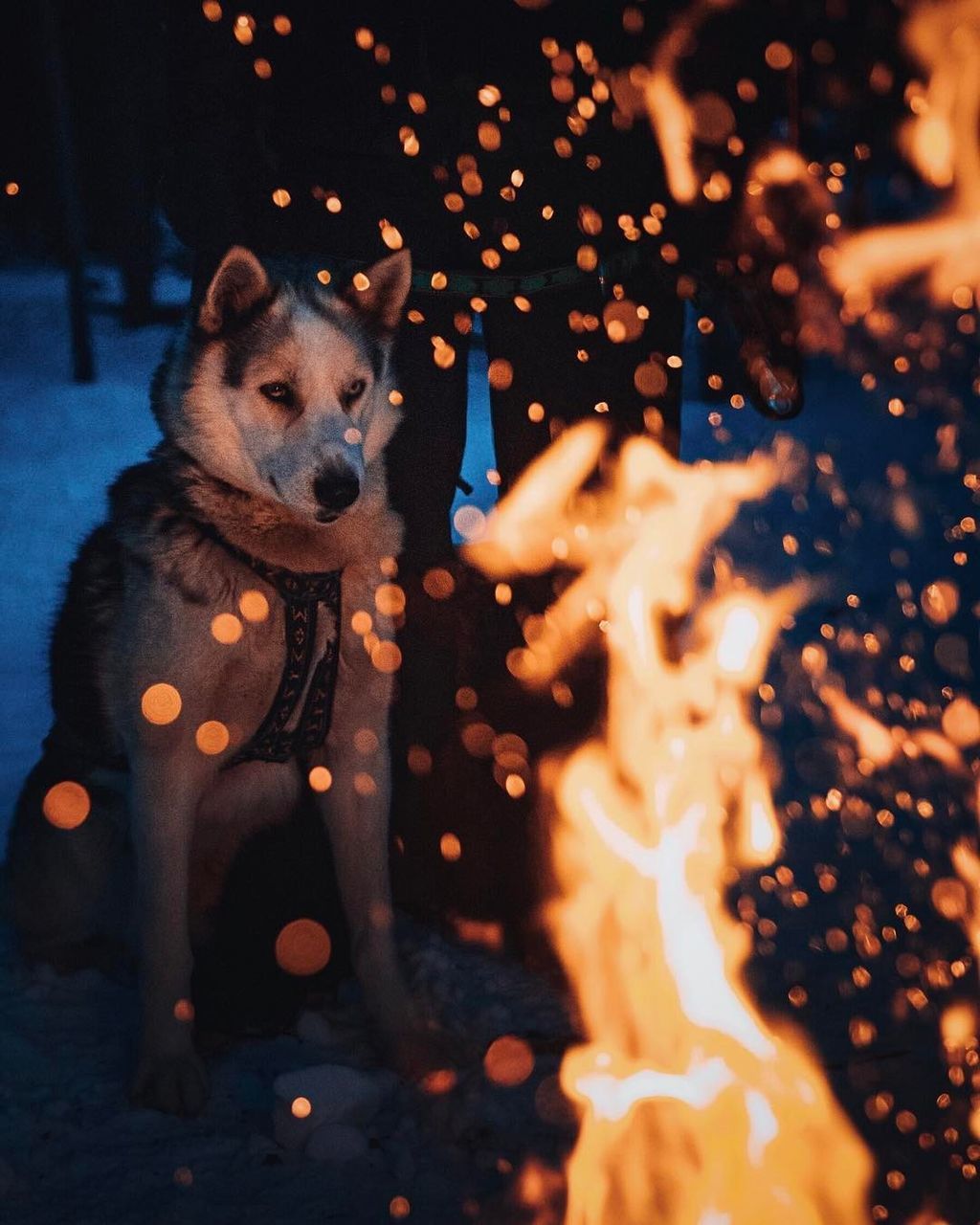 Close-up portrait of dog