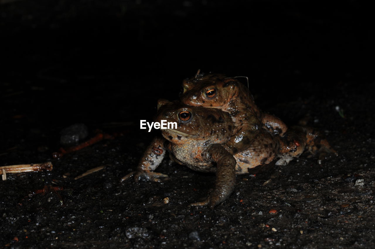 Close-up of frog mating on rock at night