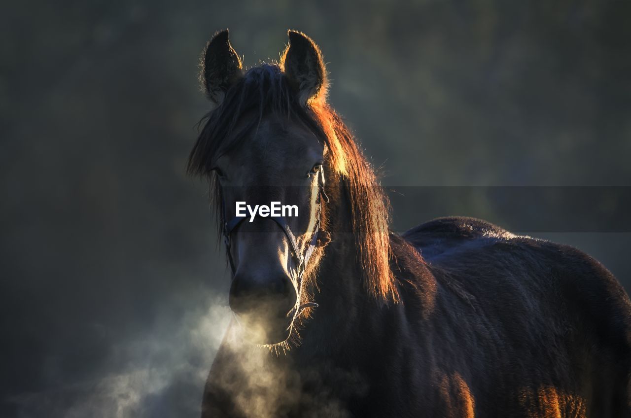 Horse standing against sky