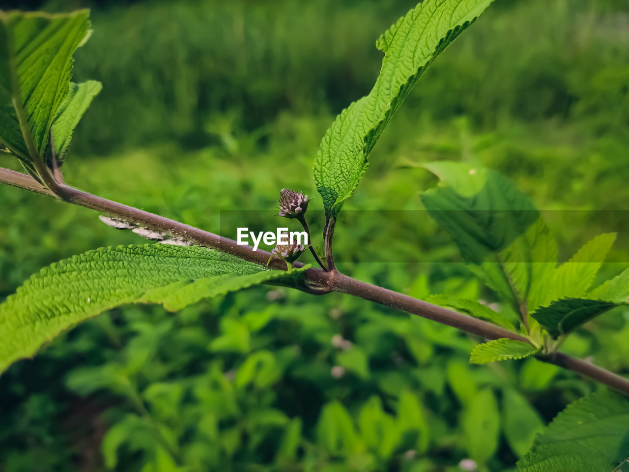 CLOSE-UP OF CATERPILLAR ON LEAF