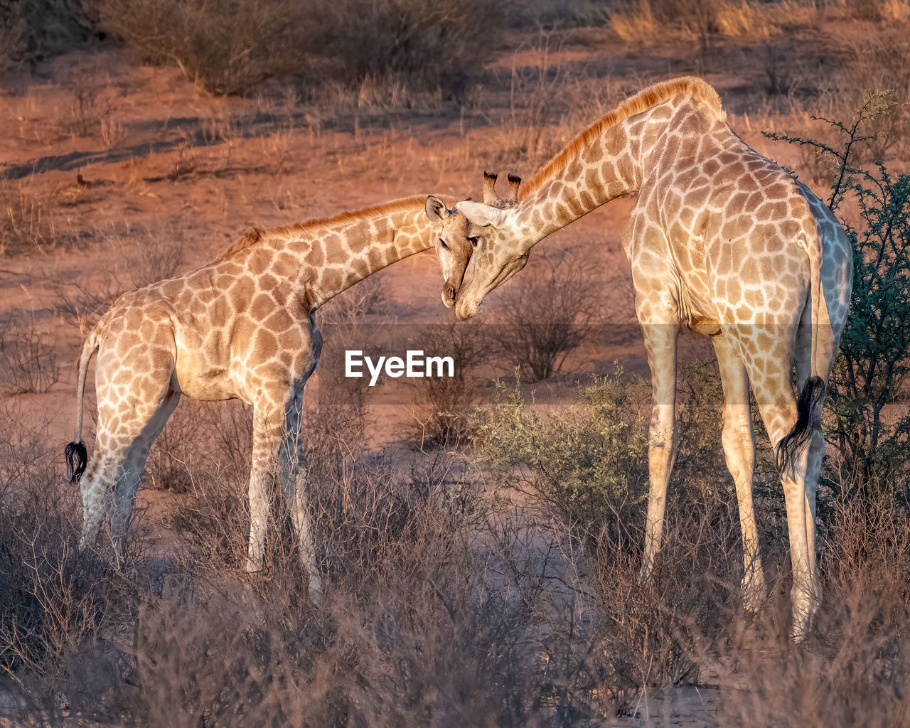 Giraffes head to head 