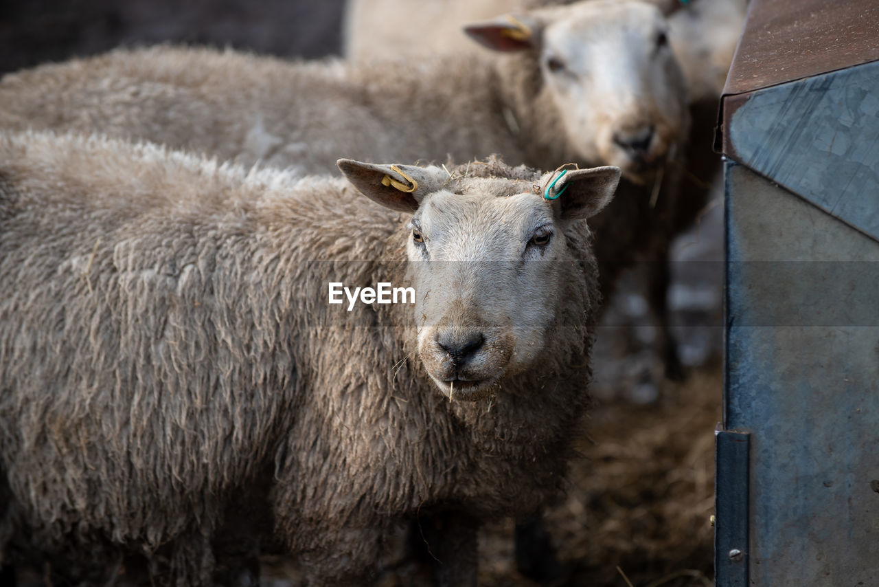 Close-up portrait of sheep