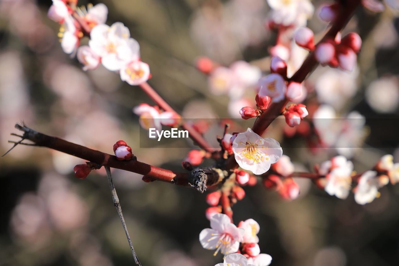 Close-up of japanese apricot blossoms in spring