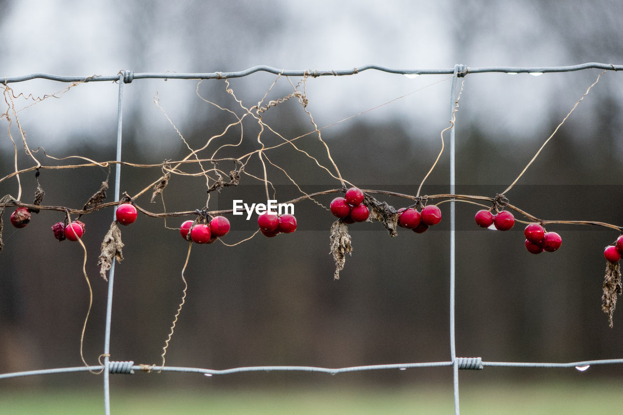 Berries hanging from fence