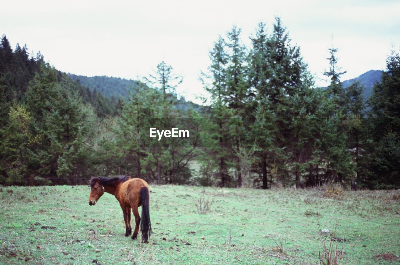HORSE IN A FOREST