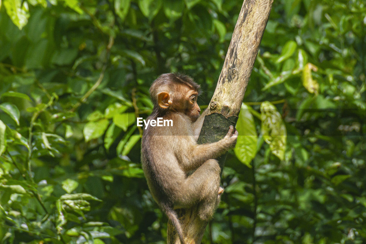 A sad looking juvenile pig-tailed macaque in the borneo rainforest of sepilok in sabah, malaysia.