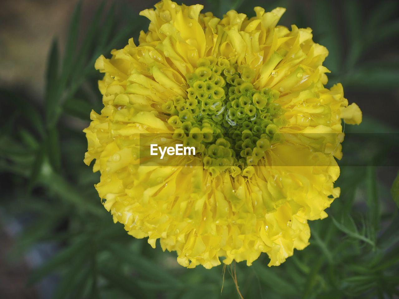 CLOSE-UP OF YELLOW FLOWER BLOOMING