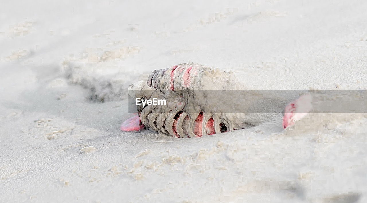 High angle view of dead fish on wet shore