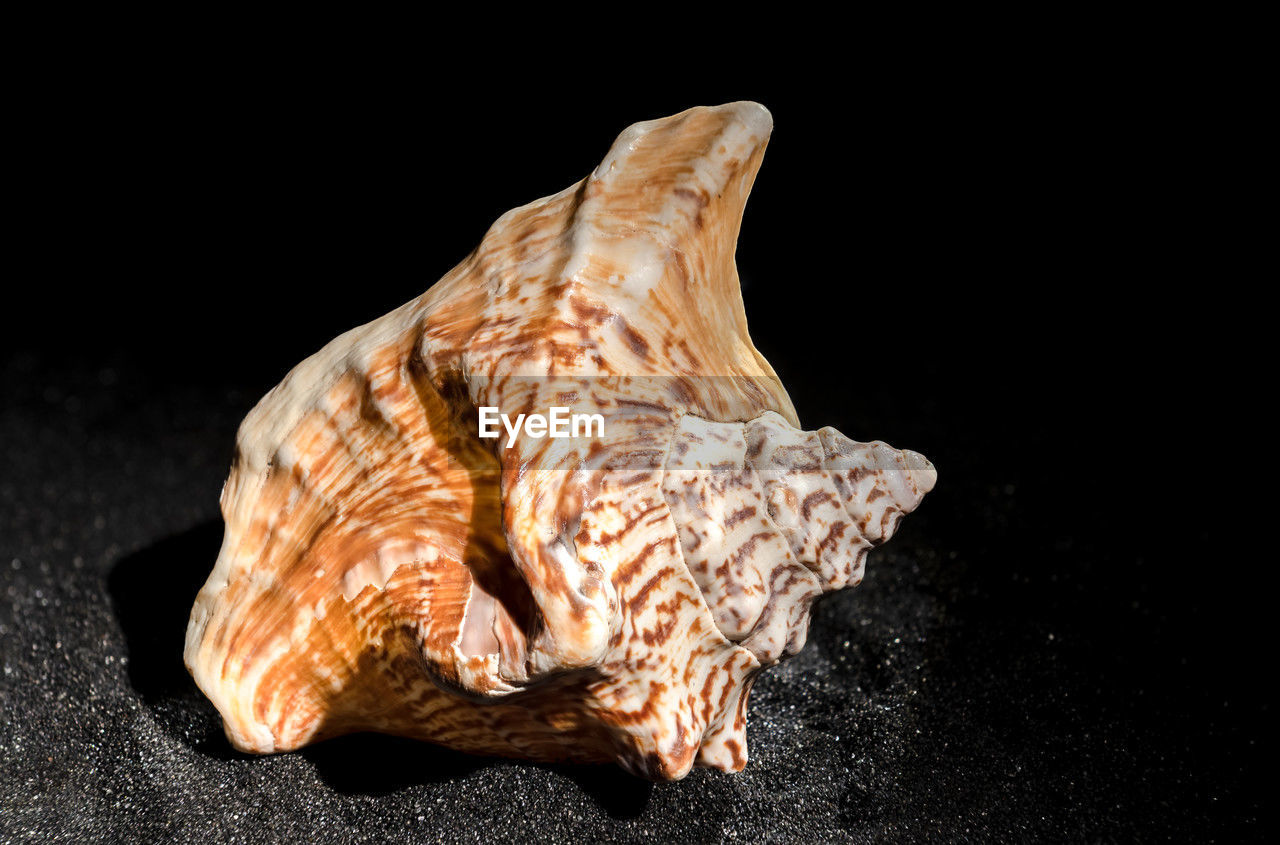 black background, conch, studio shot, indoors, close-up, macro photography, no people, single object, nature, food and drink, sculpture, animal