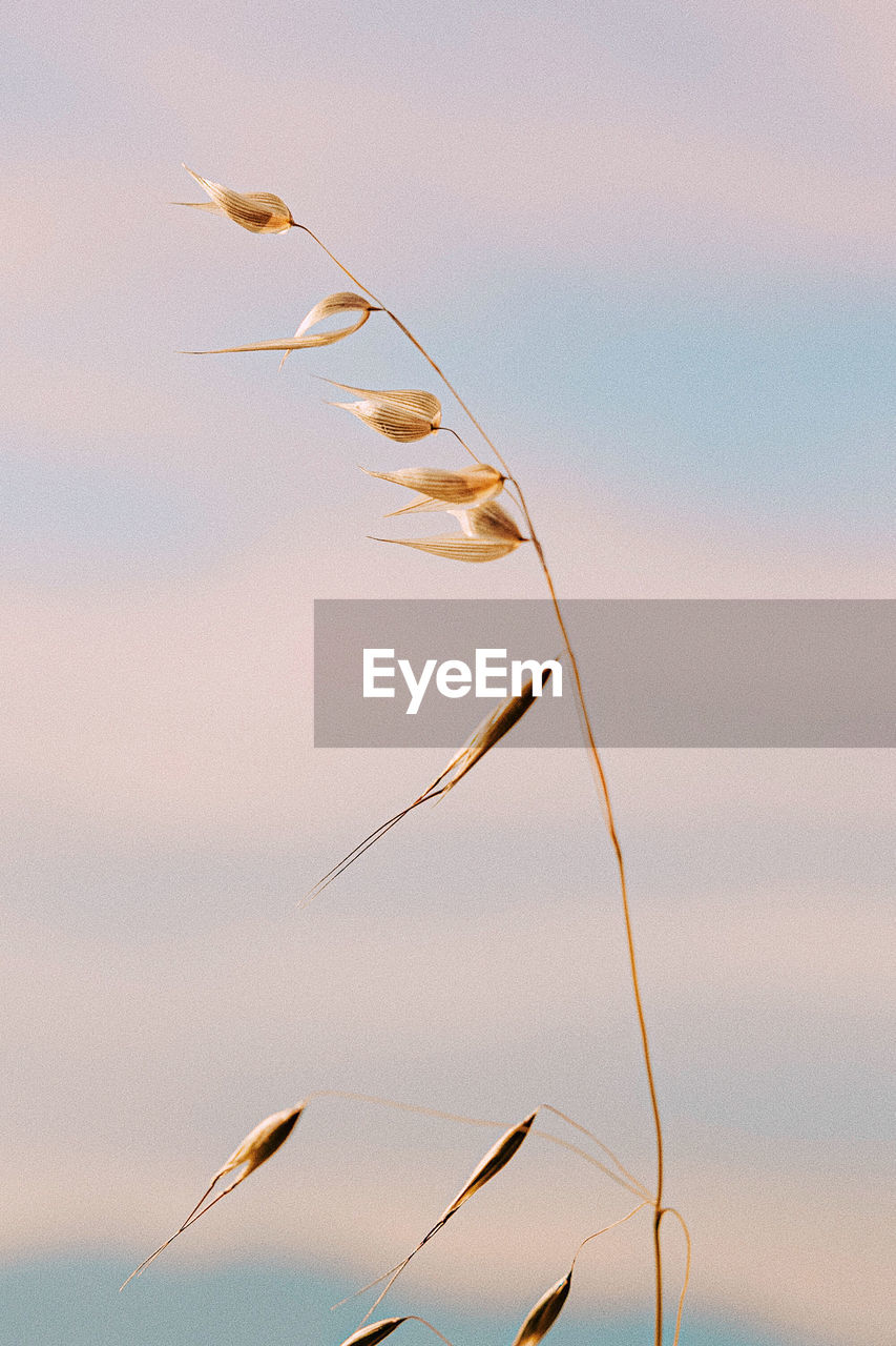 nature, sky, no people, animal, animal themes, beauty in nature, water, sunset, outdoors, bird, animal wildlife, tranquility, wildlife, wind, plant, sea, focus on foreground, environment, branch