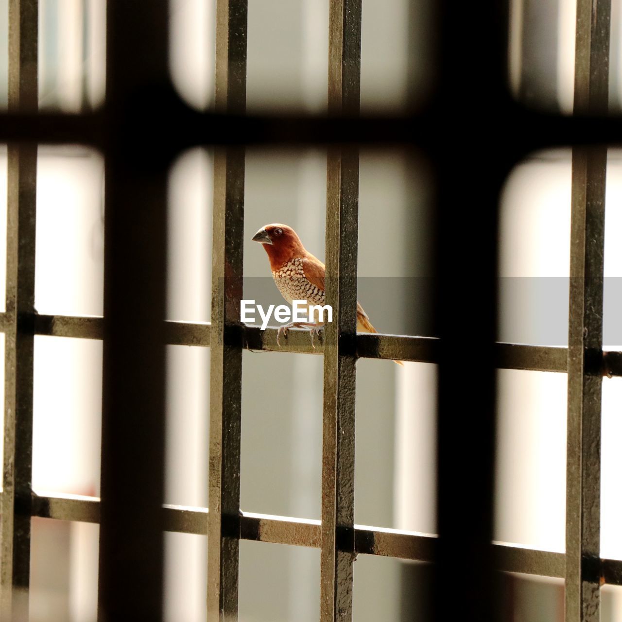 CLOSE-UP OF BIRD PERCHING ON CAGE