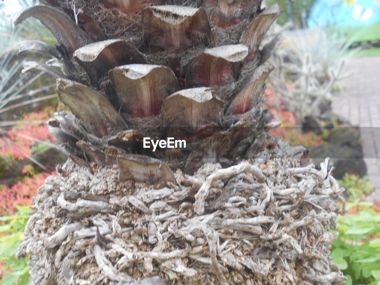 tree, plant, day, nature, no people, focus on foreground, close-up, outdoors, plant part, growth, flower, leaf