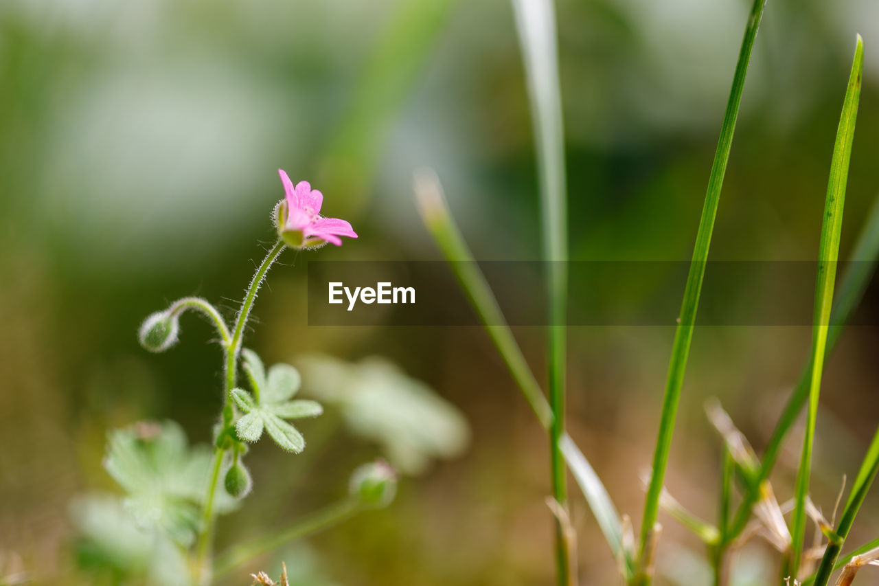 The plant soft cranesbill close up