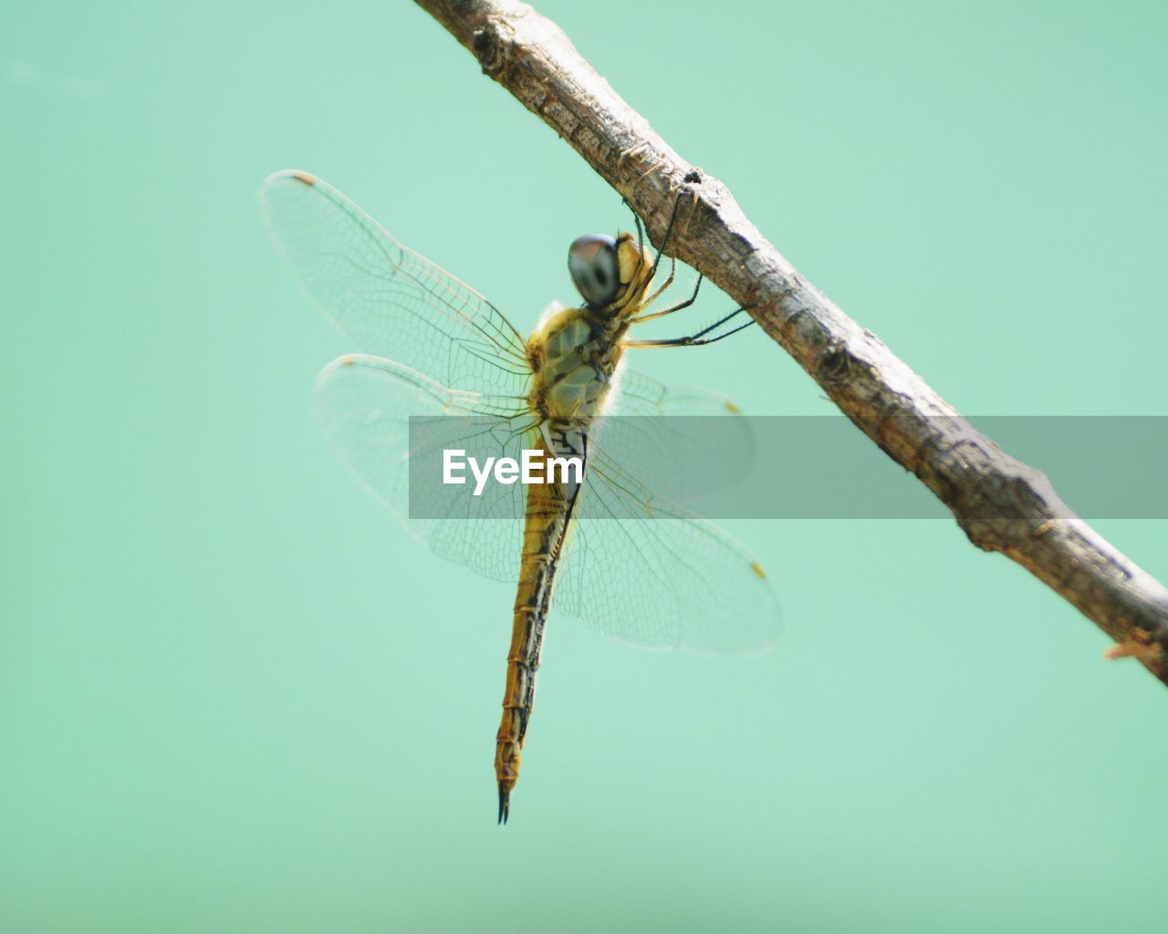 Close-up of dragonfly on plant