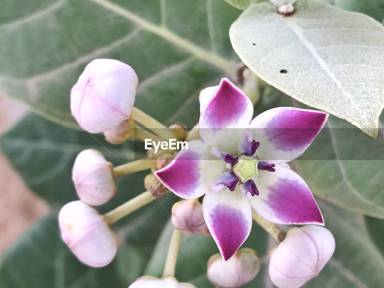 CLOSE-UP OF PINK FLOWERS BLOOMING OUTDOORS