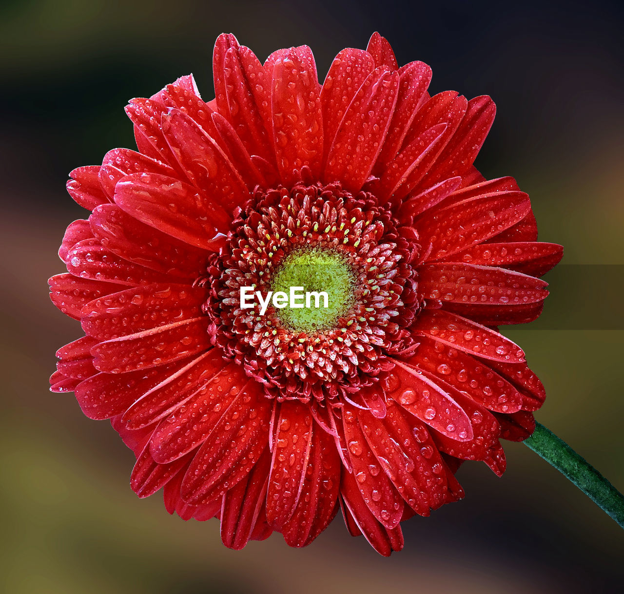 Close-up of red dahlia blooming outdoors