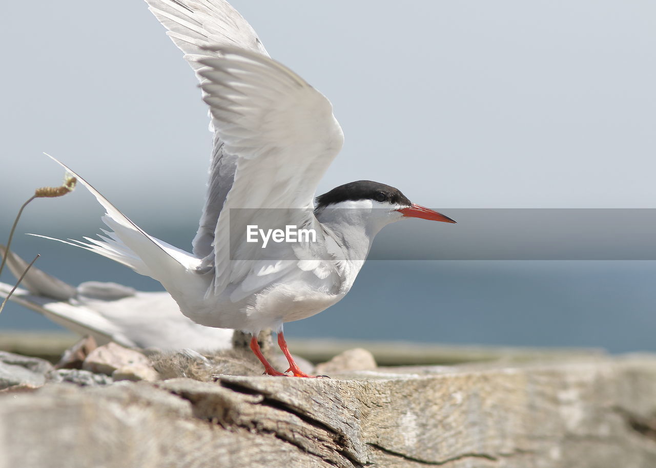 BIRD PERCHING ON ROCK