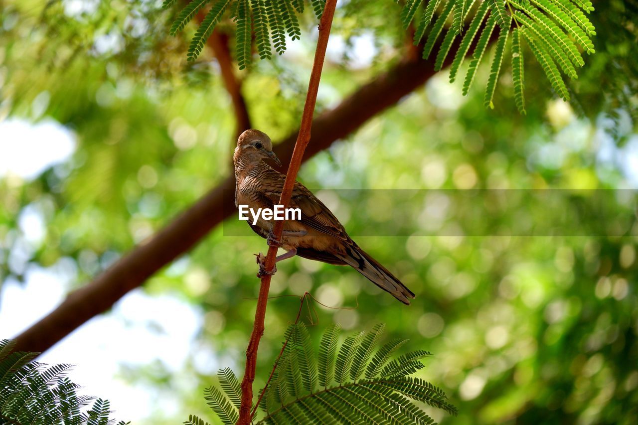 Close-up of bird perching on branch