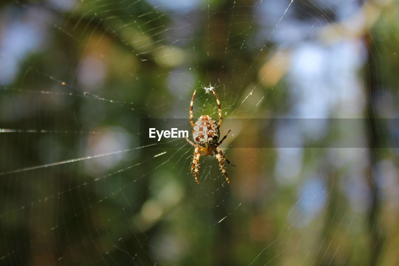 CLOSE-UP OF SPIDER WEB