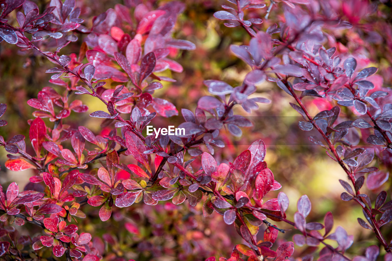 plant, beauty in nature, tree, flower, nature, leaf, flowering plant, pink, branch, growth, blossom, plant part, no people, freshness, autumn, shrub, close-up, fragility, outdoors, day, springtime, red, focus on foreground, tranquility, spring, backgrounds, selective focus, multi colored
