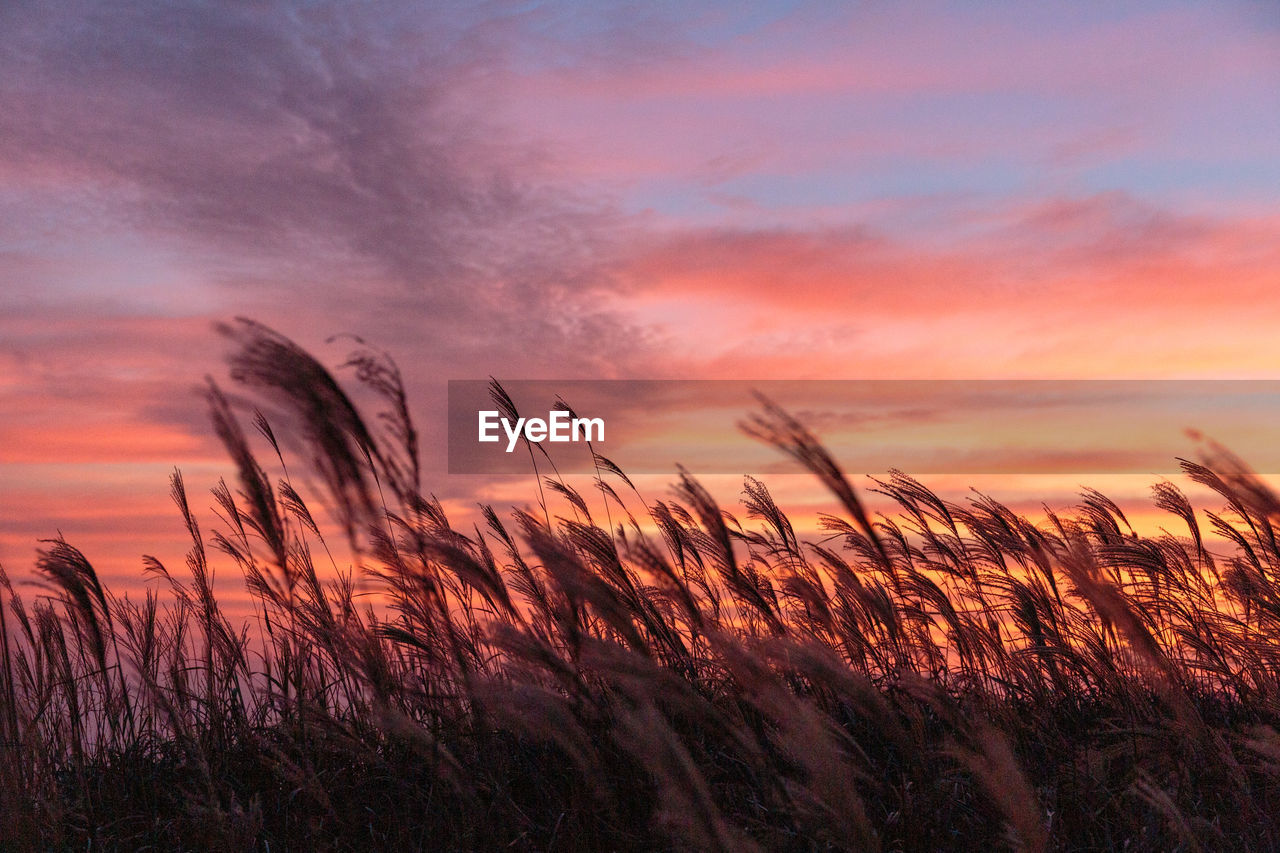 Scenic view of field against sky at sunset