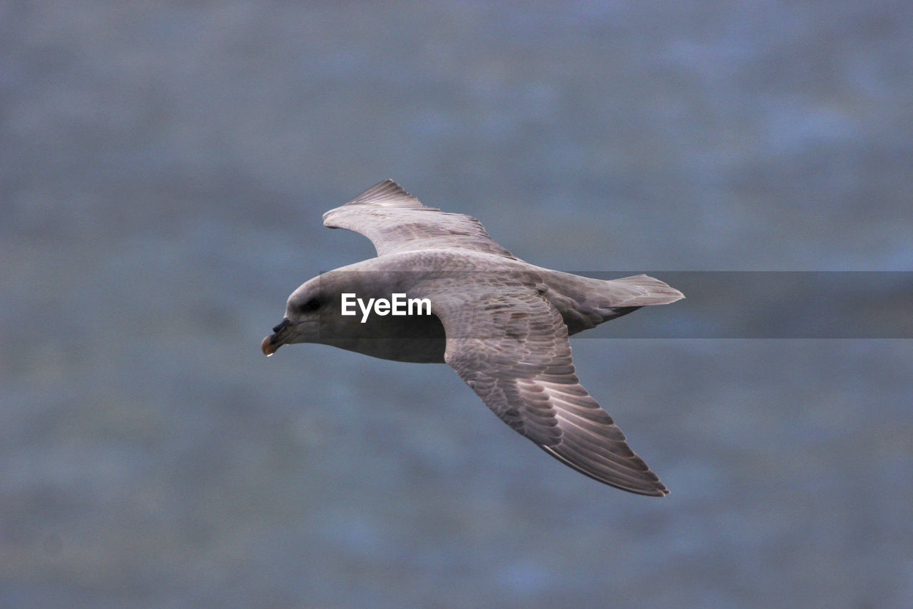 Close-up of seagull flying