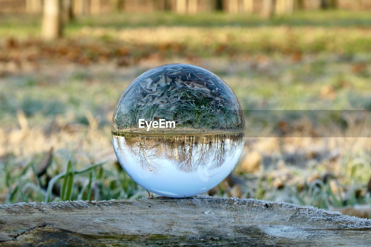 Close-up of crystal ball on tree trunk 